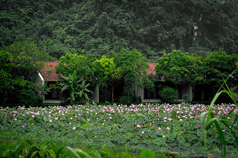 Valley- Field-Executive-Aravinda-Resort-Ninh-Binh
