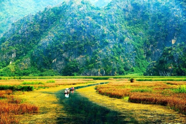 Tam Cốc mùa lúa chín: Mùa vàng đẹp nhất Ninh Bình